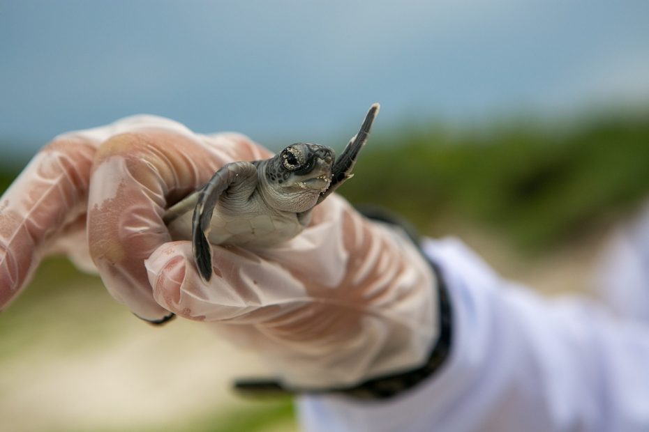 Negozi di Animali Dove Comprare una Tartaruga