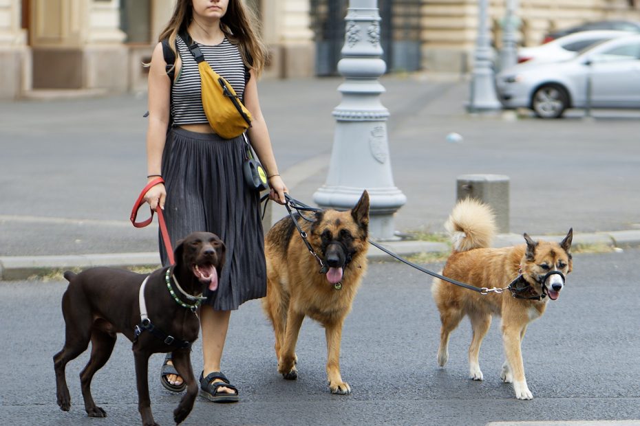 Come Lavorare con gli Animali senza Laurea